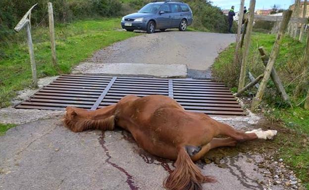 Charley? ¿Qué caballo duele un